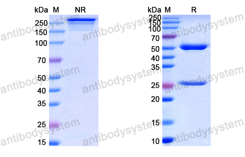 InVivoMAb Anti-HPV16 L2/Minor capsid protein L2 (Iv0015)