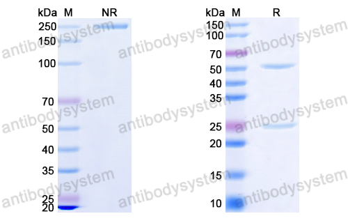 InVivoMAb Anti-EBV/HHV4 gB/BALF4 Antibody (Iv0133)