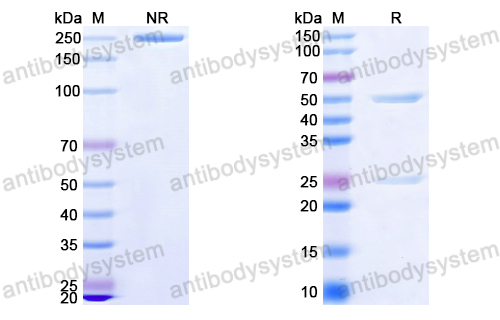 InVivoMAb Anti-EBV/HHV4 gB/BALF4 Antibody (Iv0134)