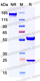InVivoMAb Anti-Influenza A virus Neuraminidase/NA Antibody (1G01)