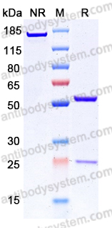InVivoMAb Anti-Influenza A virus Neuraminidase/NA Antibody (1G04)