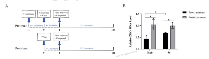 Flow Cytometry for InVivoMAb Anti-ZIKV Envelope protein E Antibody (Z23) ?>