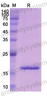 Recombinant Bovine F9 Protein, N-His