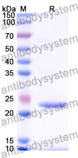 Recombinant Bovine Bos d 6/ALB Protein, N-His