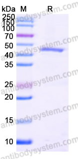 Terminal Transferase (TdT)