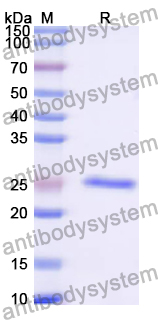 Recombinant Bovine Bos d 11/CSN2 Protein, N-His