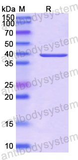 Recombinant Bovine PAG1/PSP-B Protein, N-His