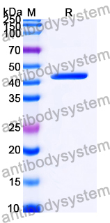 Recombinant Bovine PAG1/PSP-B Protein, N-His