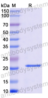 Recombinant Bovine Bos d 5/LGB Protein, N-His