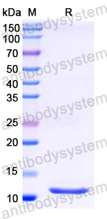Recombinant Bovine SAA3 Protein, N-His