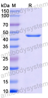 Recombinant Gallus gallus Gal d 2/OVA/Ovalbumin Protein, N-His