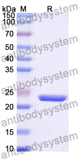 Recombinant Chicken Gal d 4/LYZ Protein, N-His