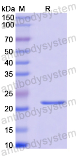 Recombinant Gallus gallus Allergen Gal d I Protein, N-His