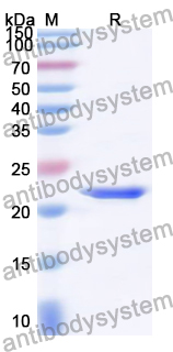 Recombinant Chicken Allergen Gal d I Protein, N-His