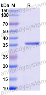 Recombinant Cat Fel d 1A/CH1 Protein, N-GST & C-His