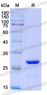 Recombinant Flag tag Control Protein (C-terminal)