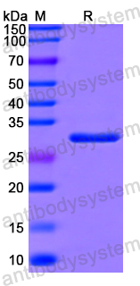 Recombinant Human GSAP Protein, N-His