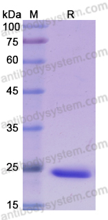 Recombinant Human VWA3A Protein, N-His