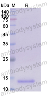 Recombinant Human RBFOX3 Protein, N-His