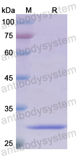 Recombinant Human CLCA1 Protein, N-His