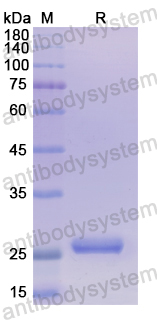 Recombinant Human CD349/FZD9 Protein, N-His