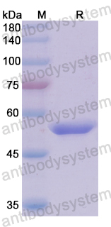 Recombinant Human MYO1C Protein, N-GST