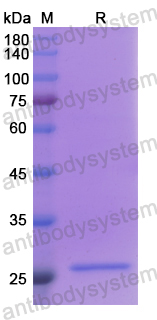 Recombinant Human SNAP23 Protein, N-His