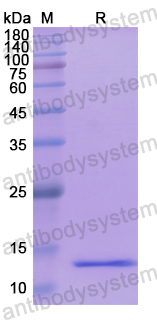 Recombinant Human CCL24/Eotaxin-2/MPIF-2 Protein, N-His