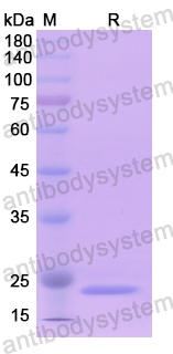 Recombinant Human MEN1 Protein, N-His