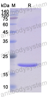 Recombinant Human CLIC1 Protein, N-His