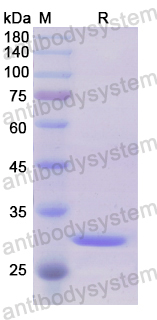 Recombinant Human TNFRSF11B Protein, N-His