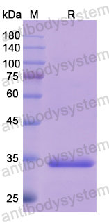 Recombinant Human PIK3CD Protein, N-His