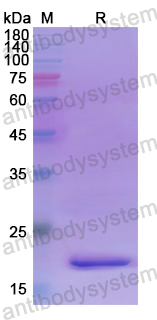 Recombinant Human QSOX1 Protein, N-His