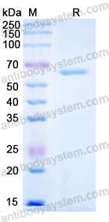 Recombinant Human DRP1/DNM1L Protein, N-His