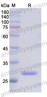 Recombinant Human PIK3C2A Protein, N-His