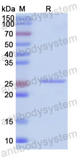 Recombinant Human GFRA2 Protein, N-His