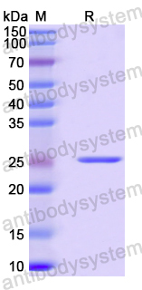 Recombinant Human MEIS1 Protein, N-His-SUMO