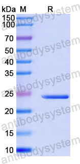 Recombinant Human CD277/BTN3A1 Protein, N-His