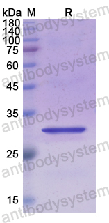 Recombinant Human NR5A2 Protein, N-His