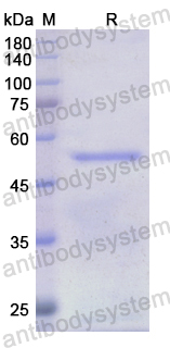 Recombinant Human RNASET2 Protein, N-GST