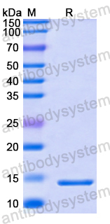 Recombinant Human CCL21/6Ckine Protein, N-His