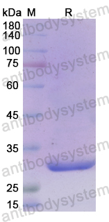 Recombinant Human MFNG Protein, N-His