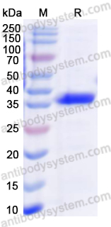 Recombinant Human PIR Protein, N-His