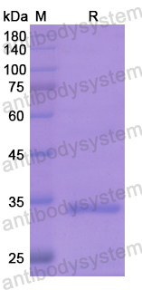 Recombinant Human CCL22/MDC Protein, N-GST