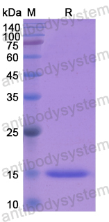 Recombinant Human NME4 Protein, N-His