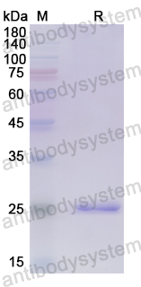 Recombinant Human FBP2 Protein, N-His