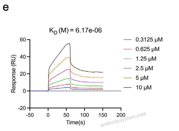 Surface Plasmon Resonance for Recombinant Human UBE2C Protein, N-His ?>