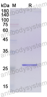 Recombinant Human PDXK Protein, N-His