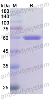 Recombinant Human ADGRB1 Protein, N-GST