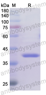 Recombinant Human CDK2AP1 Protein, N-GST